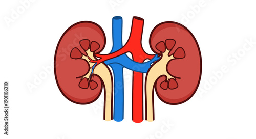Anatomical illustration of human kidneys, renal arteries, and ureters from a frontal viewpoint, depicting the internal anatomy and blood vessels.