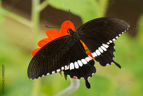 Photography A common Mormon butterfly (Papilio polytes) seated on a red flower by spreading