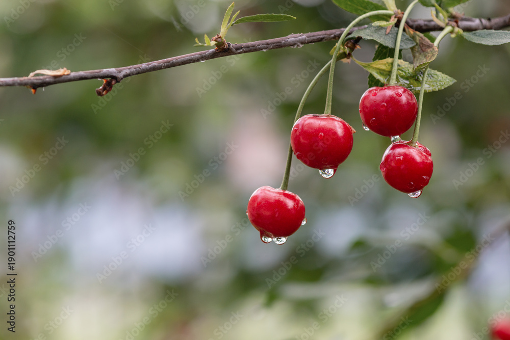 Obraz premium Fresh red cherries with water drops hanging on tree branch known as Prunus cerasus. Natural garden fruit, summer harvest, healthy food concept, soft bokeh background, copy space, 