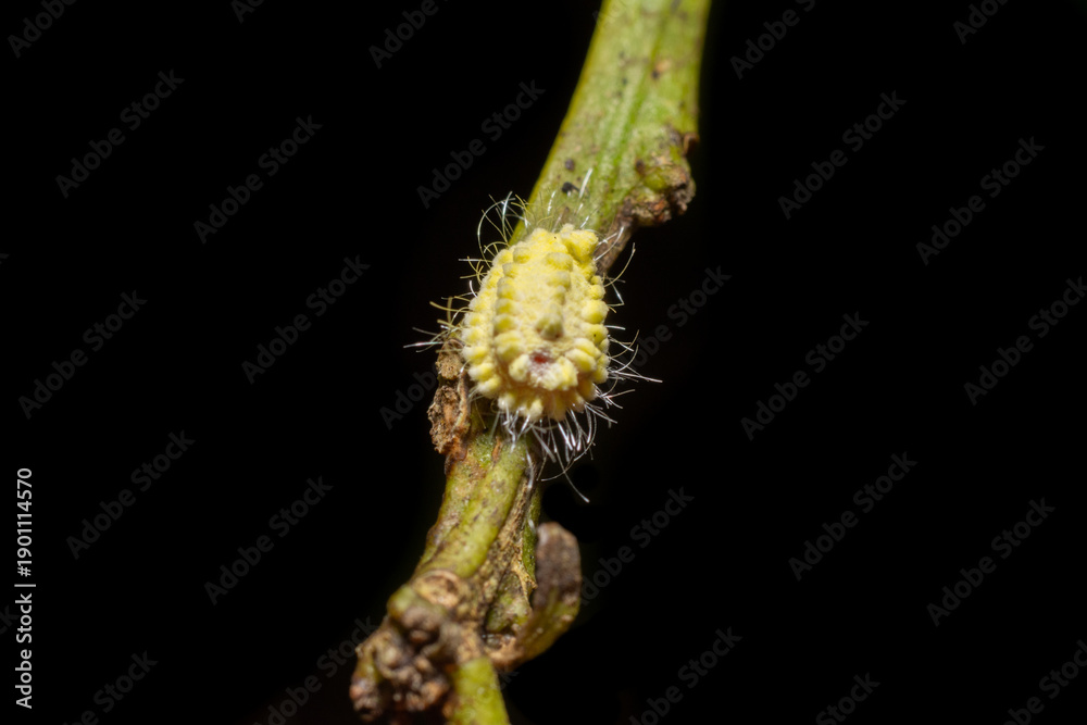 Fototapeta premium Macro of Fuzzy Yellow Insect Larva on Plant Stem