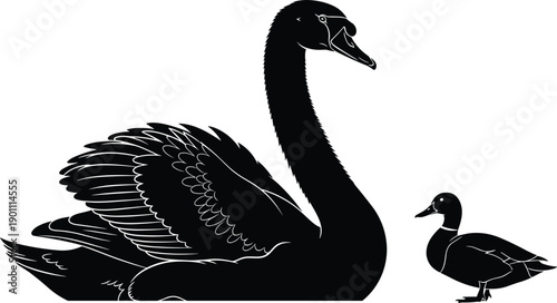 Elegant black swan and small duckling silhouette vector illustration isolated on white background perfect for wildlife conservation pond life and nature animal concepts (25 words)