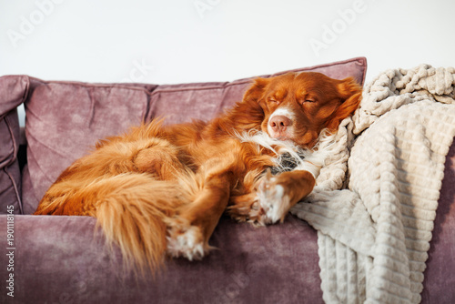Sleeping Nova Scotia Duck Tolling Retriever on couch