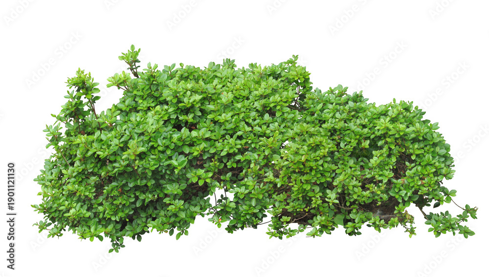 Obraz premium Green Grass and Plants Isolated on White Background with Cutout Path. field of colorful flower background
