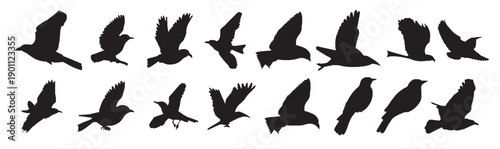 bird silhouettes vector 