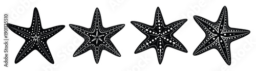 star fish illustration 