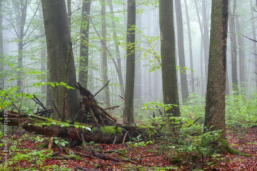 Obraz premium Misty morning in the green forest