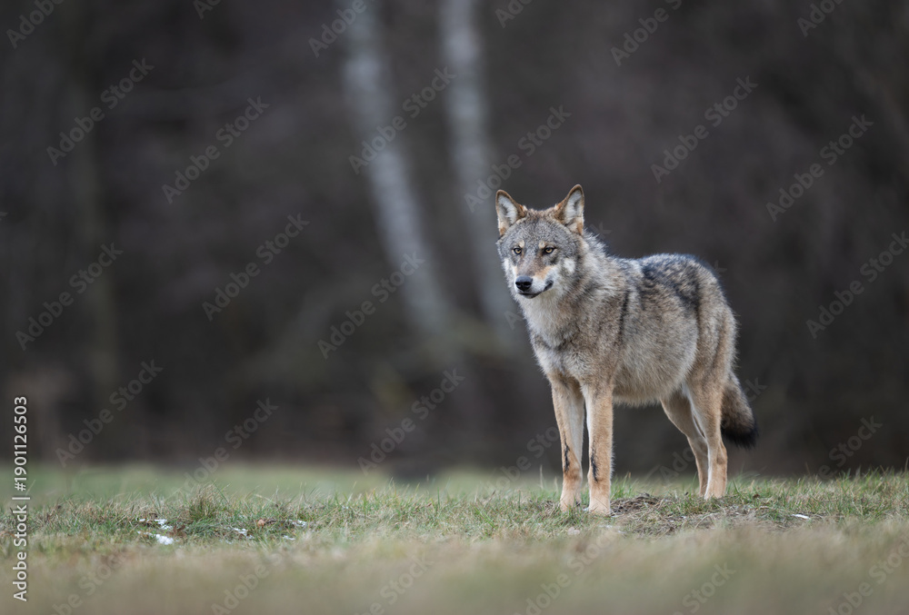 Fototapeta premium Grey wolf ( Canis lupus ) close up