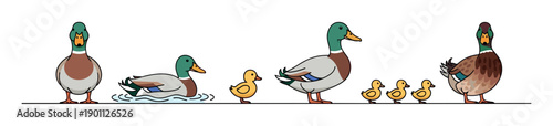 Set of illustrated cartoon mallard ducks and cute yellow ducklings in various poses, including standing, swimming, and walking in a line, depicting a charming bird family