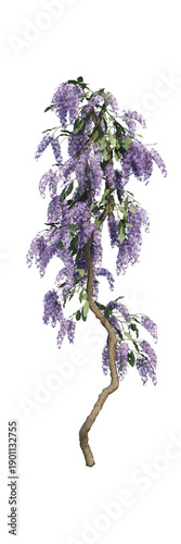 Wisteria Flowers Blooming, Purple Floral Nature Background
