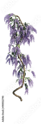 Wisteria Flowers Blooming, Purple Floral Nature Background