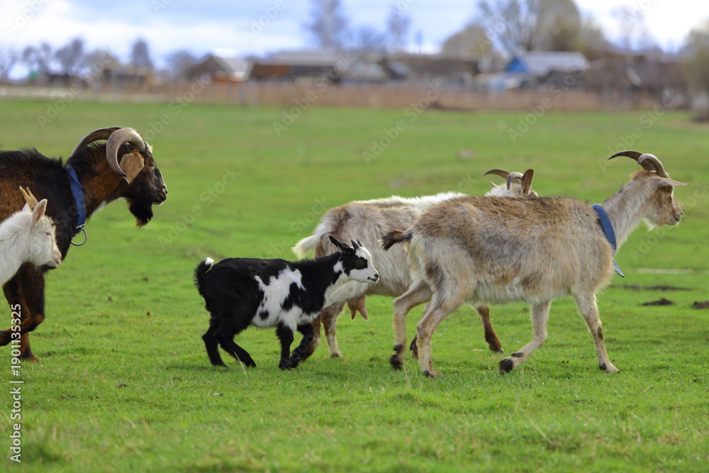 Fototapeta premium A herd of goats is grazing on a green meadow of different colors. They are grazing on a green meadow. They are eating grass and running around the field.