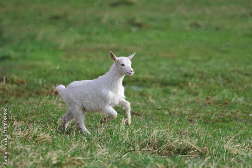 Obraz premium A baby goat is running through a field of grass