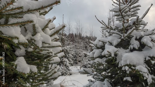 Winter forest scene with snow-laden pine branches and a serene snowy landscape.