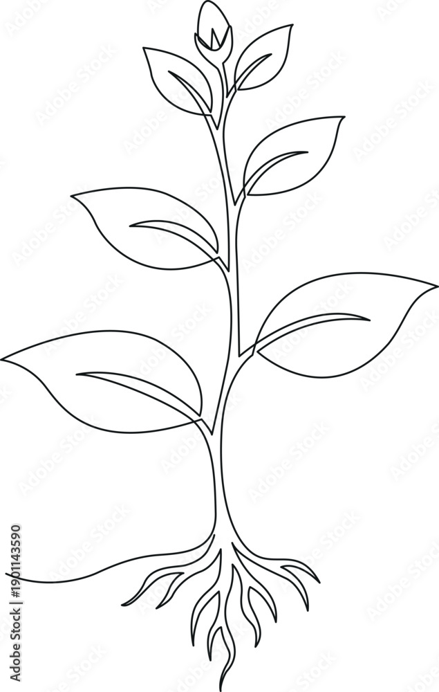 Obraz premium Line drawing of a young plant with visible roots and leaves