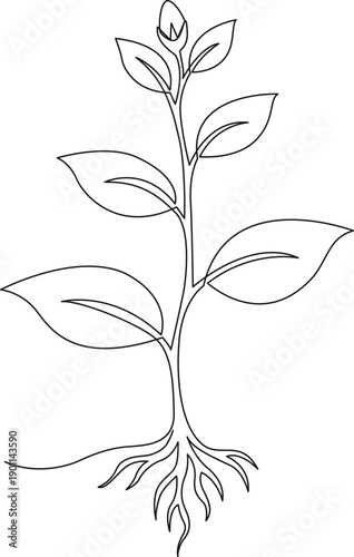 Line drawing of a young plant with visible roots and leaves