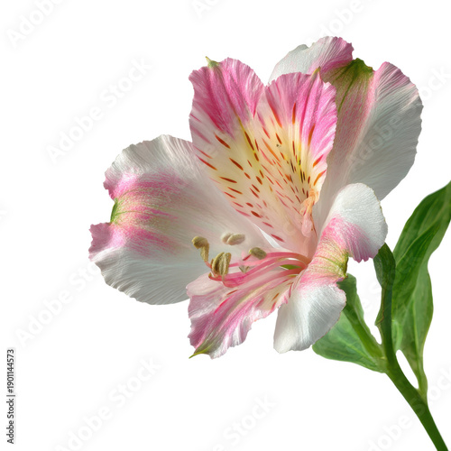 Delicate pink and white alstroemeria flower with green leaves on background