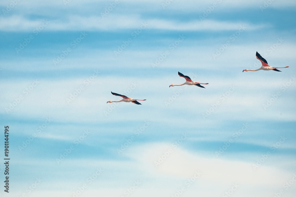 Obraz premium Italy Tuscany province of Grosseto Principina beach Maremma Natural Park colony of flamingos in flight