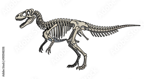 A detailed illustration of the complete skeleton of a large carnivorous dinosaur, showcasing its skeletal structure and anatomy.