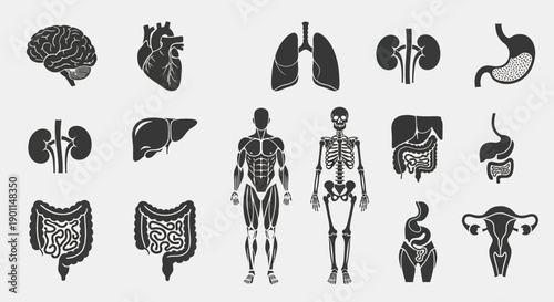 Collection of human organ icons and anatomical illustrations including the brain, heart, lungs, kidneys, stomach, liver, digestive system, muscles, skeleton, and reproductive organs.