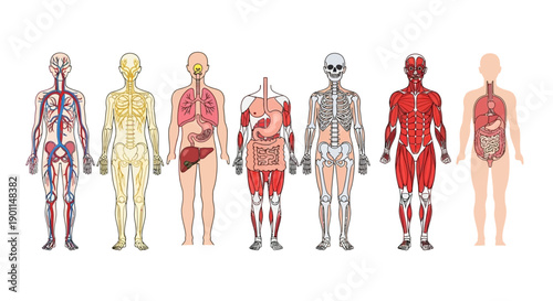 Anatomical illustrations showcasing the human body's systems including circulatory, muscular, skeletal, digestive, respiratory, and integumentary systems.