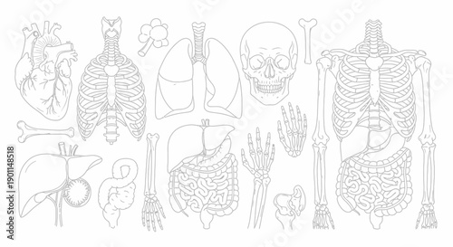 A detailed illustration of the human anatomy, showcasing the skeletal system, major organs like the heart, lungs, liver, and digestive system, along with hands and feet.