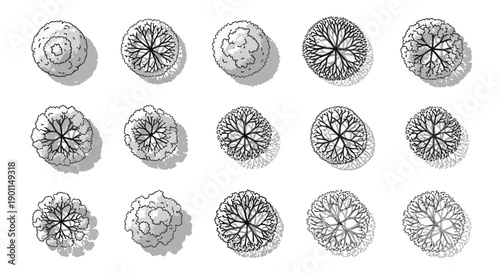 A collection of hand-drawn top-down illustrations of various trees, showcasing different leaf patterns and canopy shapes.