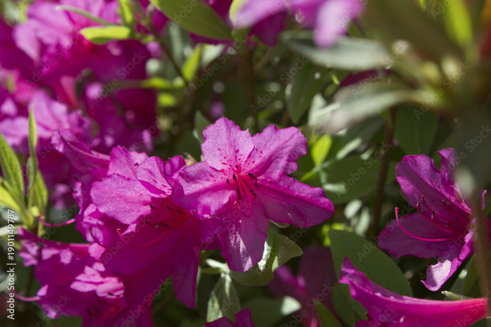 Obraz premium close-up pink royal azalea blossoms