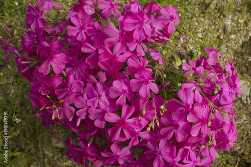 Cuadro en lienzo close up pink Moss Phlox