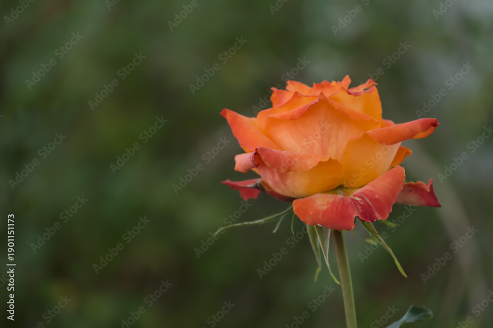 Fototapeta premium Orange rose flower with soft blurred green background and copy space