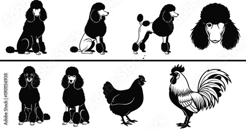 Black poodle dog silhouettes along with chicken and rooster bird illustrations isolated on white background for farm and pet design,