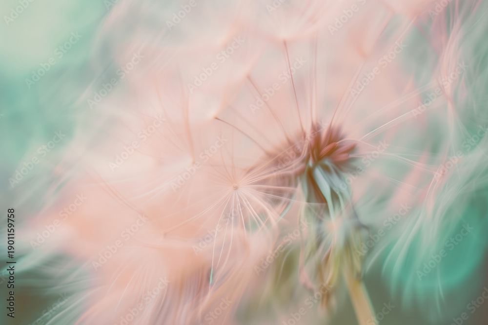 Fototapeta premium Delicate close-up of a dandelion in pastel tones