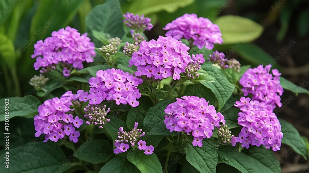 Fototapeta premium Group of lavender flowers with lush green leaves offer a beautiful floral botanical display