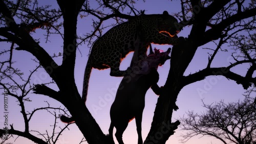 Leopard Carries Prey High Up Into Silhouette Tree at Dusk