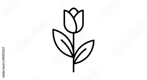 Minimalist Outline Tulip Flower Illustration, Spring Nature Floral Design, isolated white background.