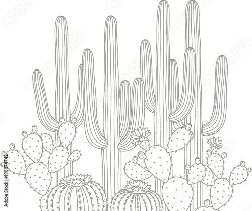 Cactus grouping displays several different.