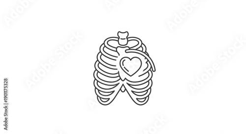 Heart Inside Human Rib Cage.