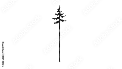 vector illustration of a single pine tree with sparse branches, minimalist design, isolated on transparent background, png