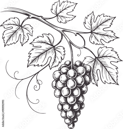 Pen and ink of grapevine with leaves and grape cluster grapes