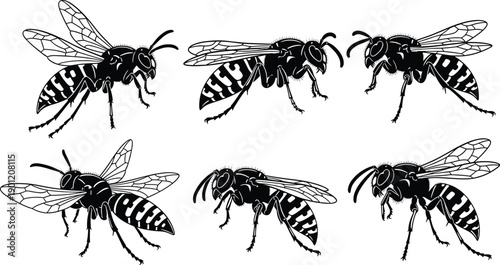 Set of detailed wasp silhouette illustrations with wings and body patterns, flying insect collection for nature design, tattoo, and science themes
