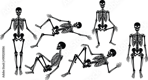 Set of human skeleton illustrations in various poses, anatomical bone structure collection for medical study, Halloween design, and education projects