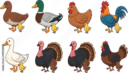 Farm bird vector illustration set with ducks chickens roosters geese and turkeys featuring cute chicks for rural branding or children's educational books