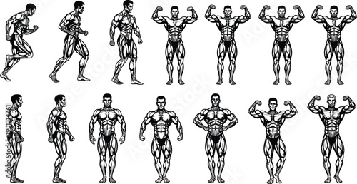 Male muscular anatomy poses set, bodybuilding figure illustration showing full body muscle structure from multiple views, fitness training reference vector artwork