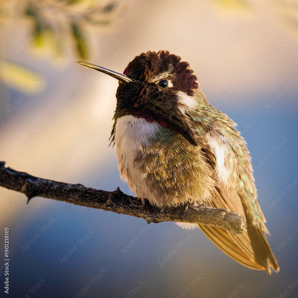 Obraz premium Hummingbird 