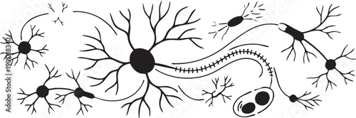 Neuron Cells and Synapse Network Line Art Illustration
