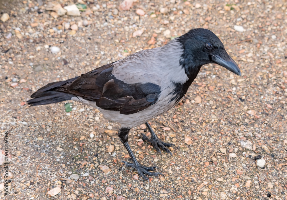 Obraz premium beautiful gray and black crow