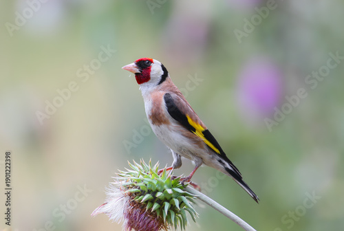 Fotografie A close-up of an adult European goldfinch (Carduelis carduelis) perched on a thi