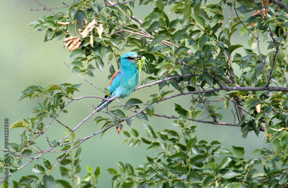 Fototapeta premium One parent European roller (Coracias garrulus) is photographed perched in a tree holding a large grasshopper in its beak.