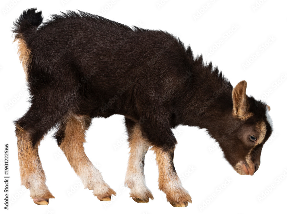 Fototapeta premium Cute brown baby goat, standing side ways with head down. Isolated cutout on a transparent background.