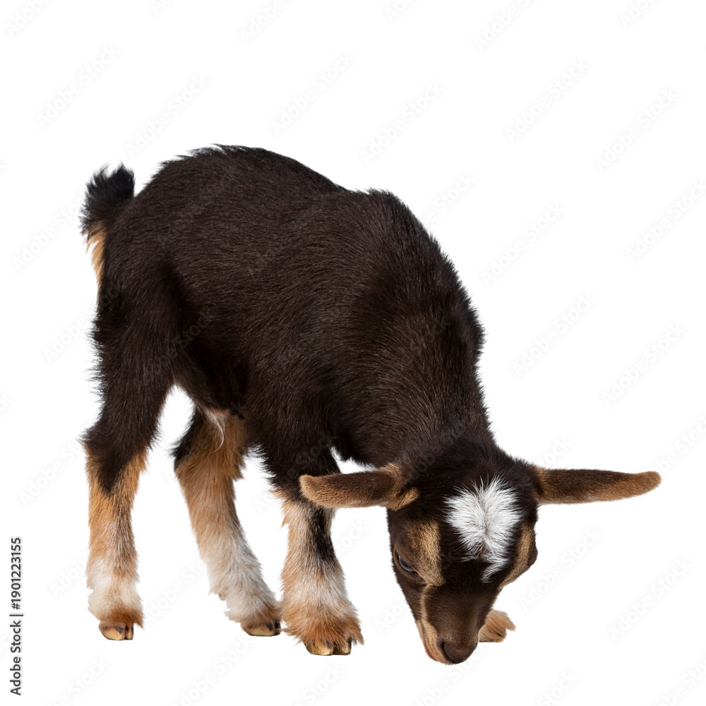 Fototapeta premium Cute brown baby goat, standing side ways with head down like eating. Isolated cutout on a transparent background.