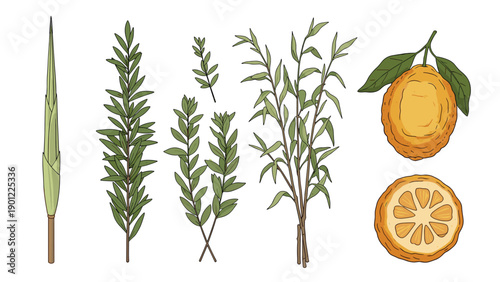 A collection of the Four Species for the Jewish holiday of Sukkot, including the etrog, lulav, myrtle, and willow branches.